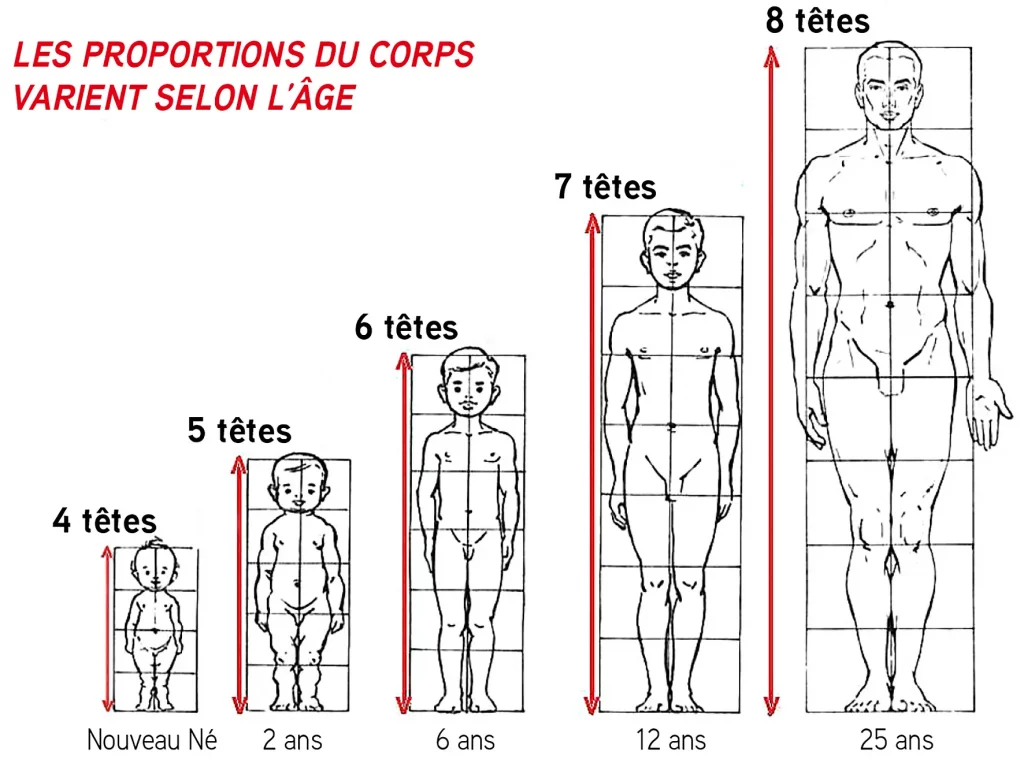 Personnage_Proportions_visuel_2